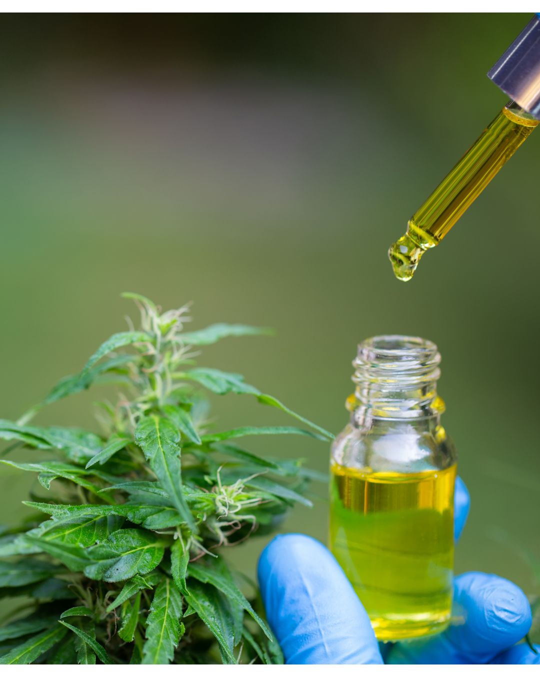 Beta-cariofileno (BCP)